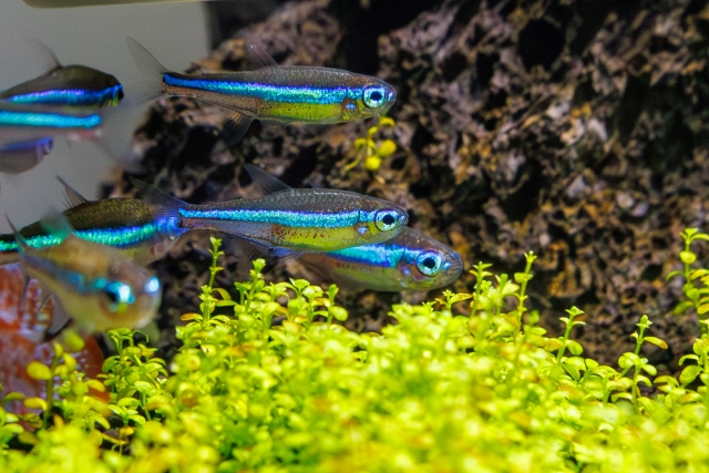 水草の上を泳ぐネオンテトラの仲間と流木の水槽レイアウト