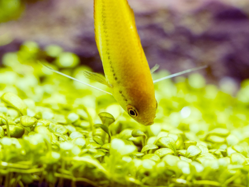 水草の絨毯に向かって泳ぐ黄色い熱帯魚の姿