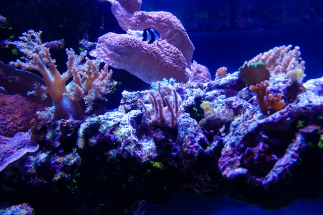 青い照明に照らされたサンゴ礁と泳ぐ海水魚の姿
