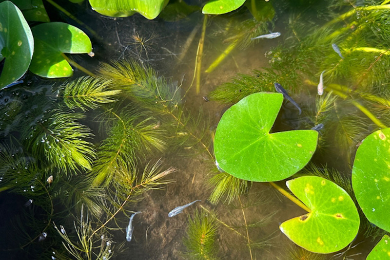 水草が茂る屋外水槽を泳ぐ数匹のメダカ