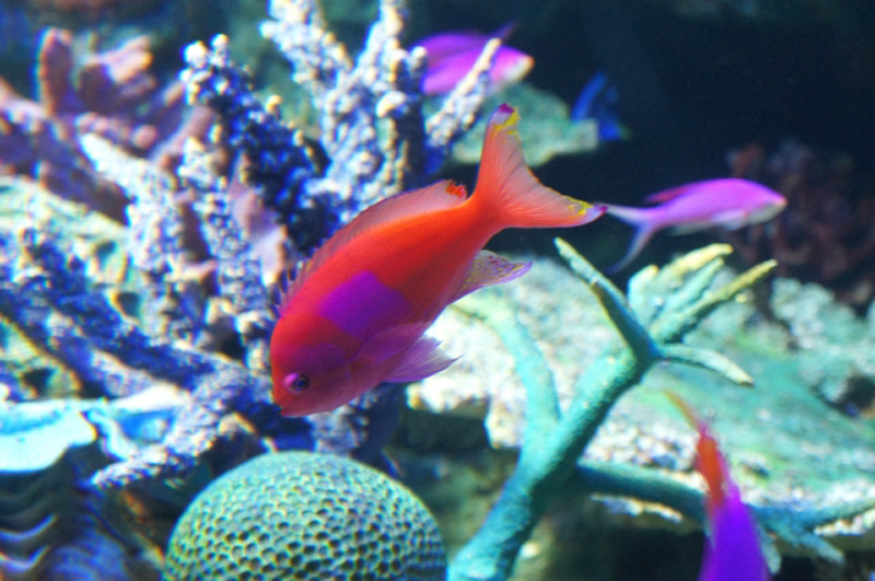 サンゴ礁を泳ぐ赤い海水魚と紫色の熱帯魚の群れ
