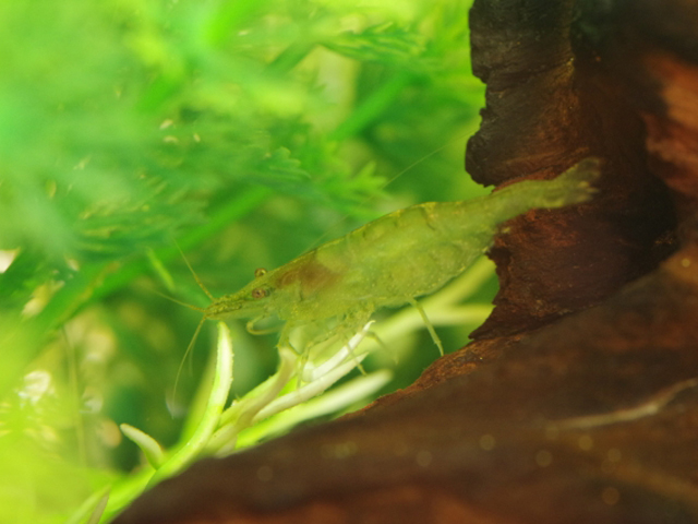 流木と水草の間にいる淡水エビの仲間