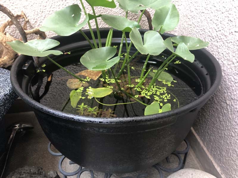 黒い鉢で睡蓮や浮き草を育てるビオトープの全景