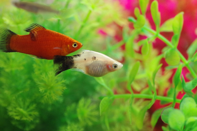 水草の間を泳ぐ赤と白のプラティの仲間と熱帯魚水槽内景