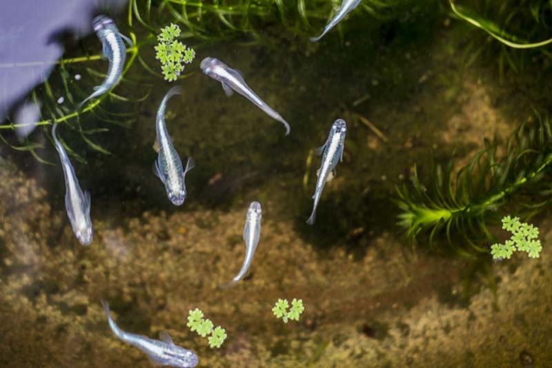 水草が浮かぶ水槽を上から見た複数のメダカの群れ