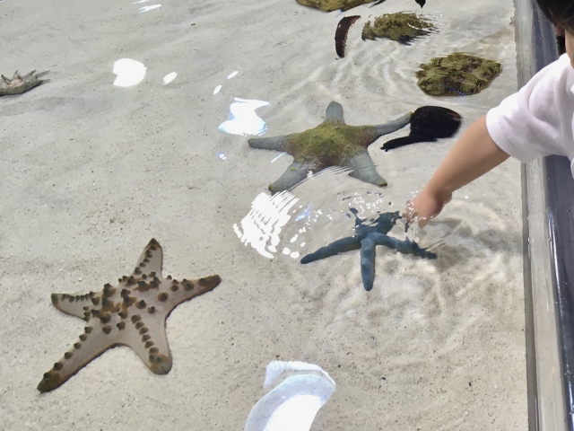 タッチプールでヒトデに触れる子供の手と砂地の水槽