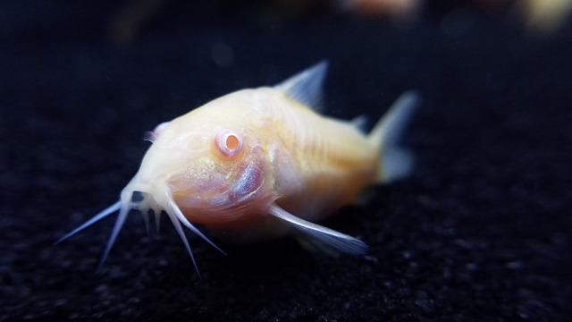 黒い底砂の上にいる白いコリドラスの仲間