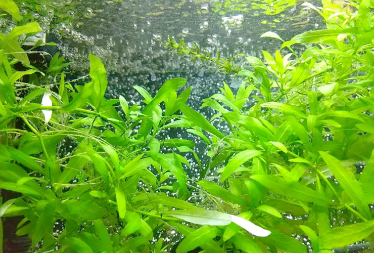 水面に届くほど生い茂る緑色の水草と気泡の群れ