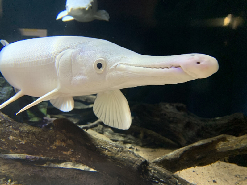 流木の上を泳ぐ白いアリゲーターガーの仲間