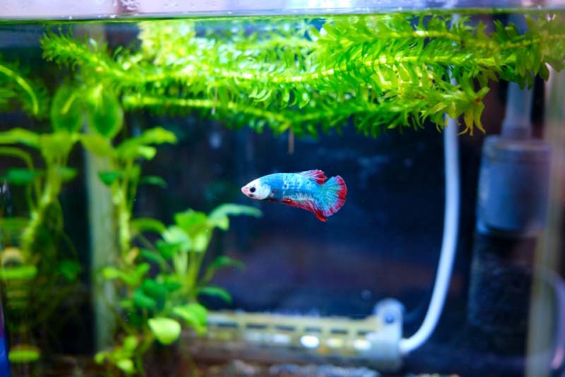 水草が浮かぶ水槽内を泳ぐ青と赤のベタの仲間