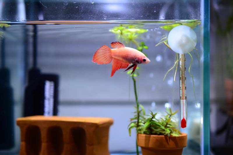 水槽内を泳ぐ赤いベタと水温計や水草のレイアウト