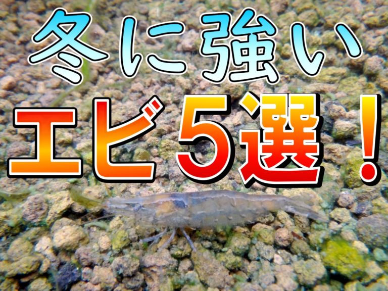冬に強いエビ5選の文字と底砂の上にいるエビの見出し画像