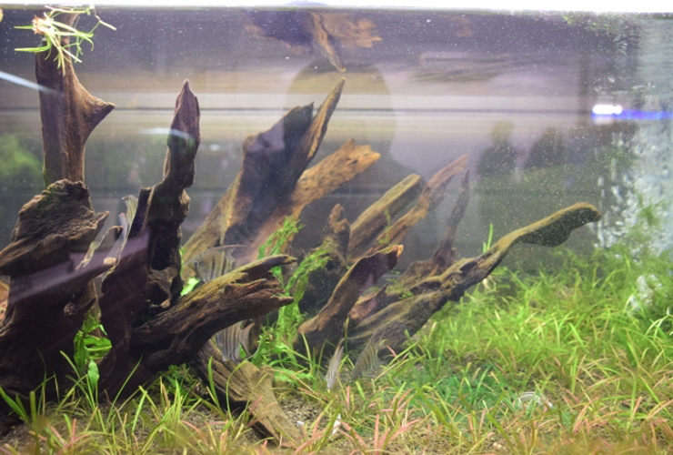 流木を配置した水槽と前景に広がる水草のレイアウト