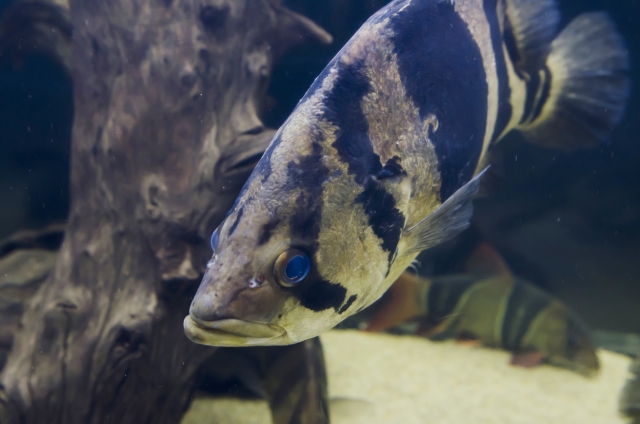 流木の前を泳ぐ黒い縞模様がある大型熱帯魚の姿