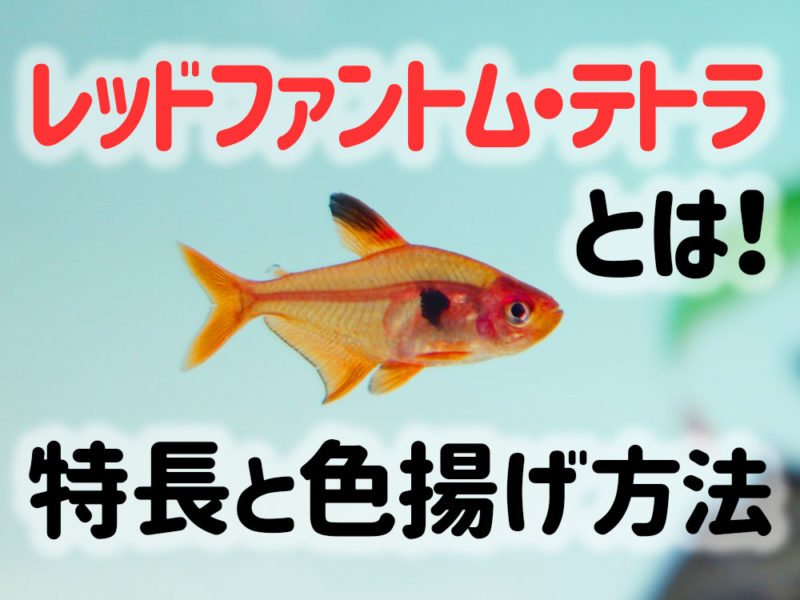 レッドファントムテトラの特長と色揚げ方法の見出し画像
