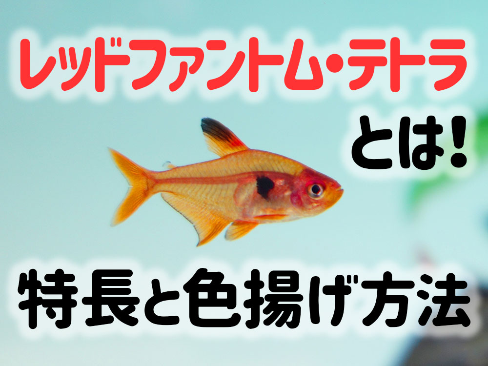レッドファントム・テトラとは！特徴から飼育ポイント、色揚げ方法のサムネイル画像