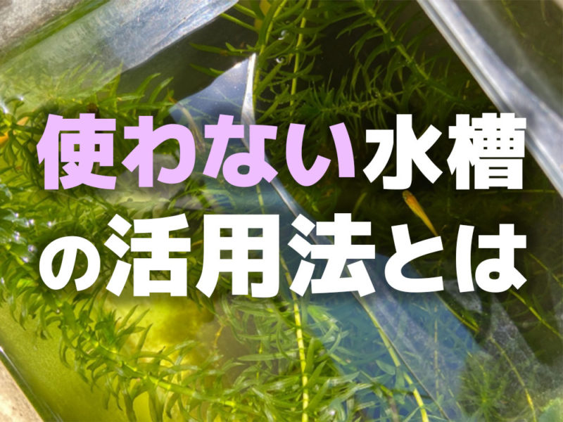 使わない水槽の活用法とはの文字と水草の中を泳ぐメダカ