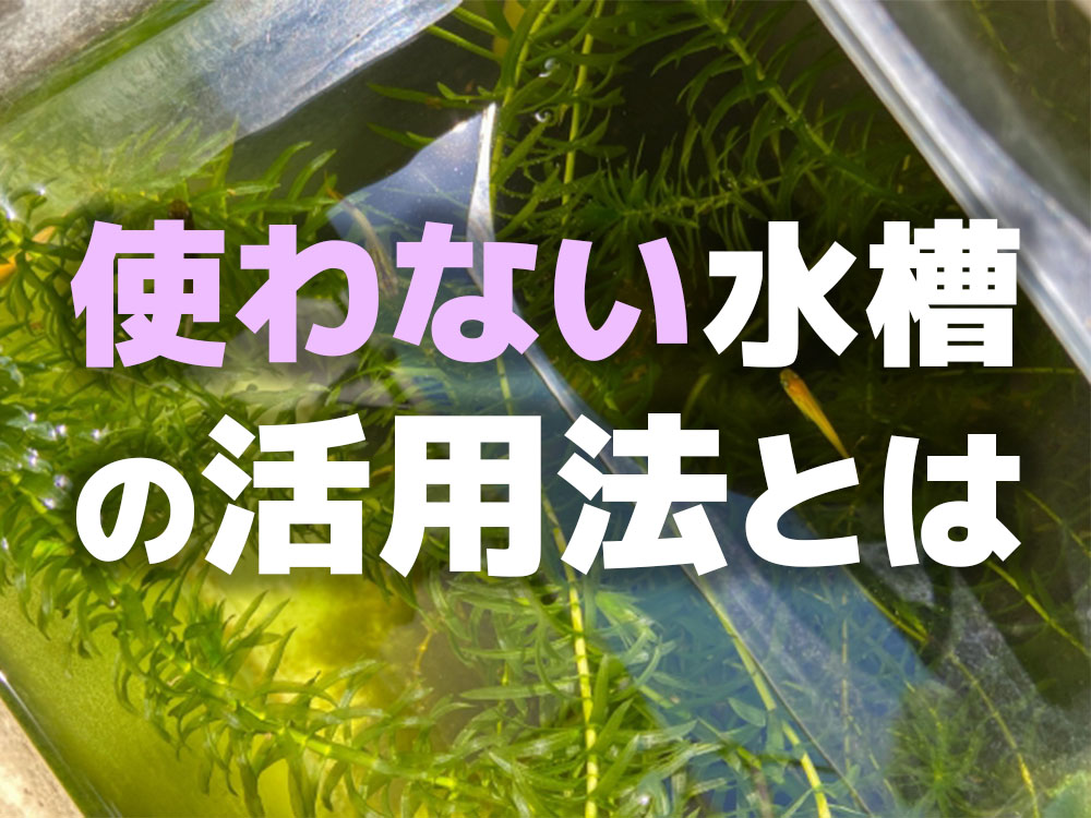 使わない水槽の活用法8選！売る・再利用の提案から注意点も解説のサムネイル画像