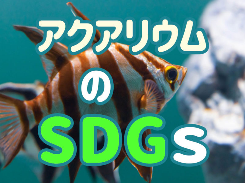 アクアリウムのSDGsの文字と縞模様の熱帯魚の見出し画像