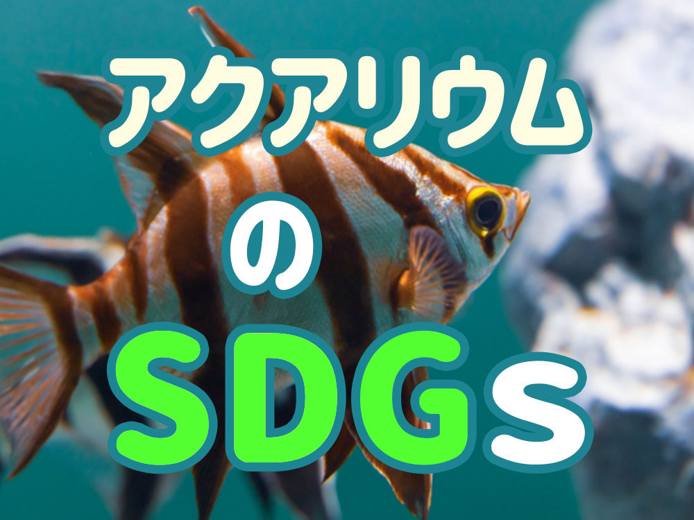 アクアリウムのSDGs!アクアリウムを続けるために個人でできることのサムネイル画像