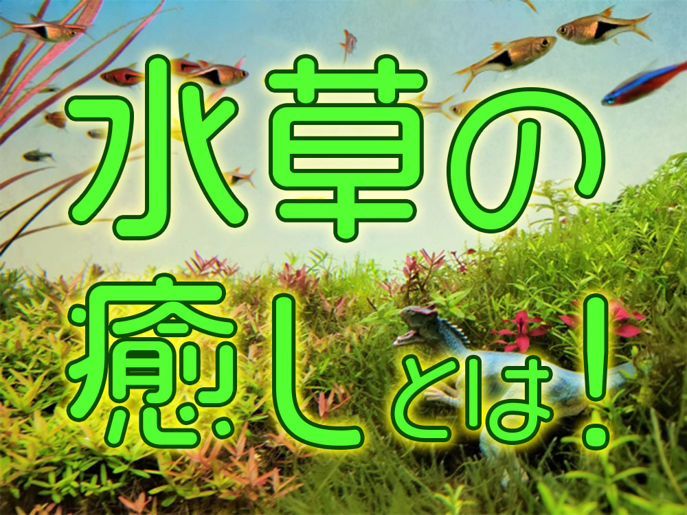 水草の癒しとは!癒される理由とリラックスできる水槽の作り方のサムネイル画像