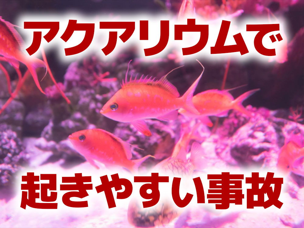 アクアリウムで発生しやすい事故とは!水漏れ火災などに要注意!のサムネイル画像