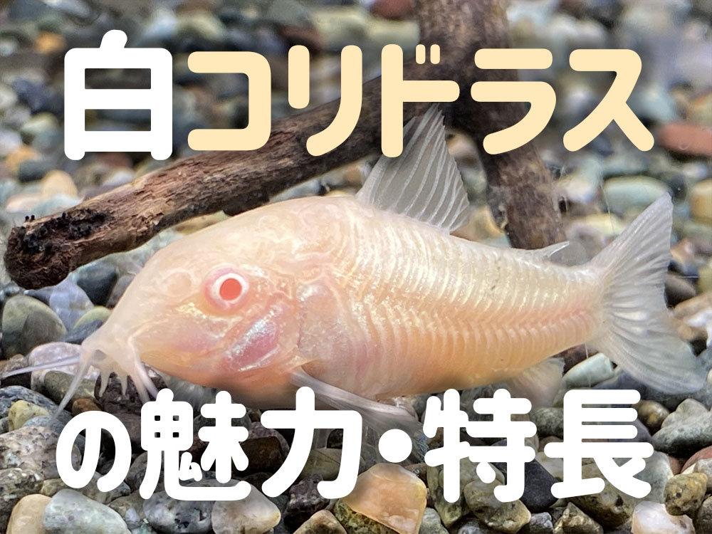 白コリドラスの魅力！特長と餌やりのポイント、繁殖についてなどを解説のサムネイル画像