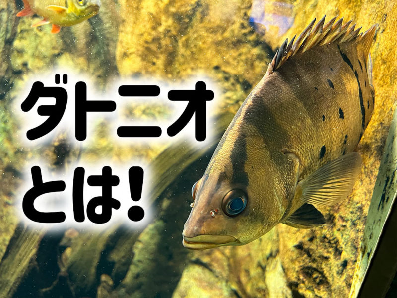 ダトニオとは!の文字と泳ぐダトニオの見出し画像