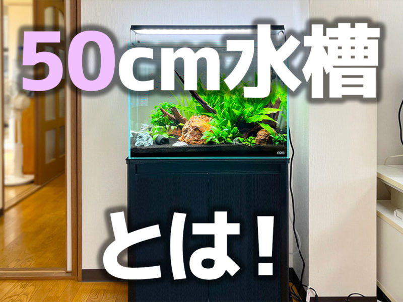 50cm水槽とは！の文字と水草レイアウト水槽の見出し画像