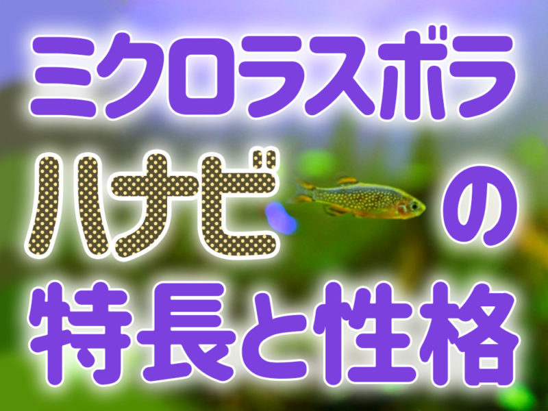 ミクロラスボラハナビの特長と性格の文字入り画像