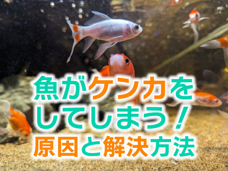 魚がケンカしてしまう原因と解決方法の見出し画像