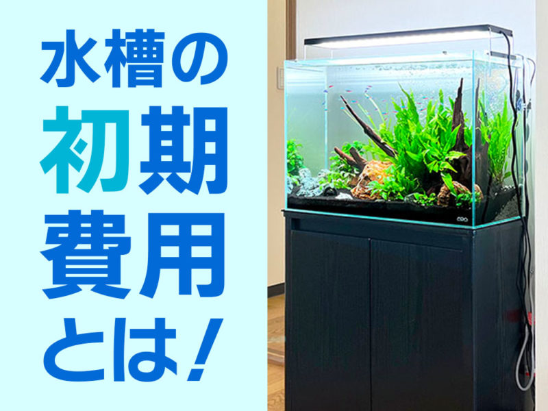 水槽の初期費用とは!の文字と水草水槽の見出し画像