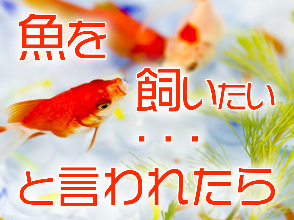 魚を飼いたいと言われたら！飼育のメリット・デメリットと断る方法を考えるのサムネイル画像