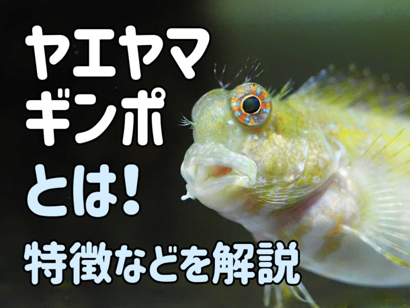 ヤエヤマギンポの特徴を解説する見出し画像