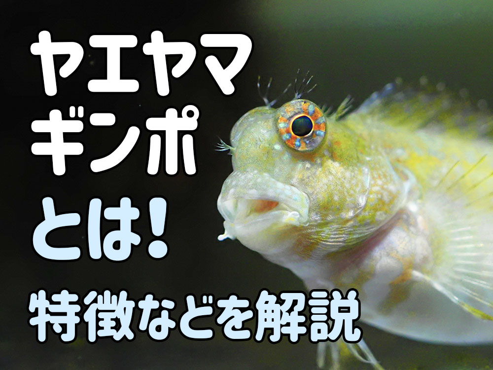 ヤエヤマギンポとは！海水水槽の可愛いお掃除魚！特徴と飼育ポイントのサムネイル画像