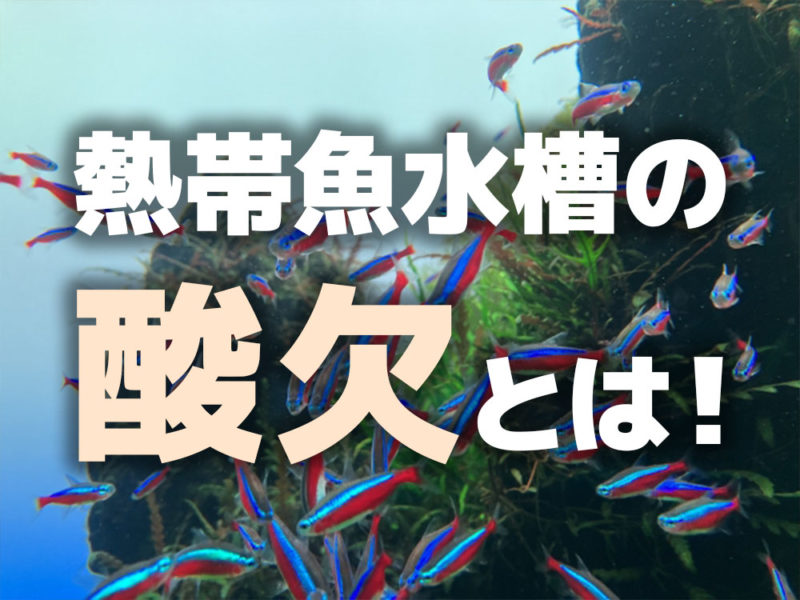 熱帯魚水槽の酸欠とは！の文字とネオンテトラの仲間の画像