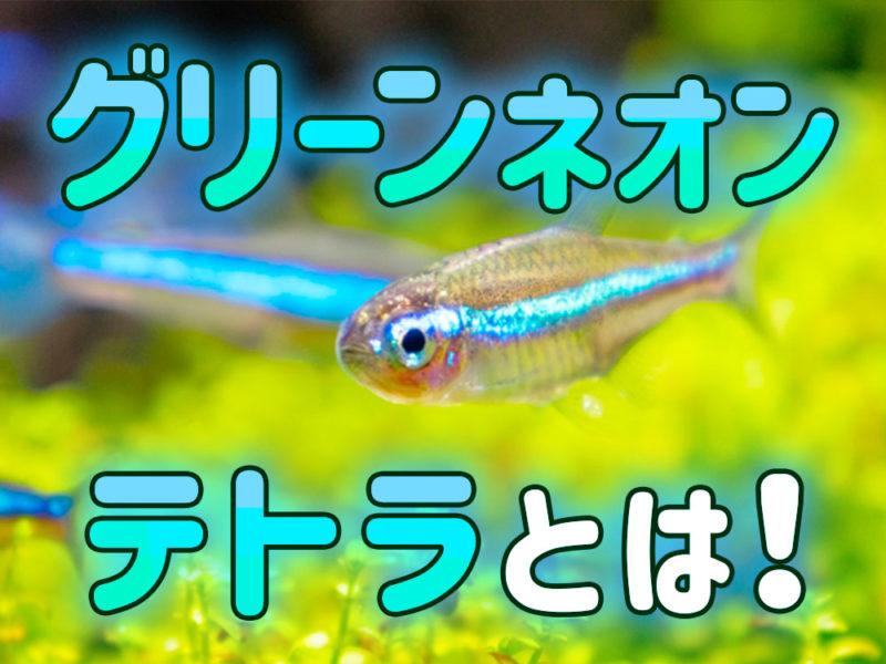 グリーンネオンテトラとは!の文字とネオンテトラの仲間の画像