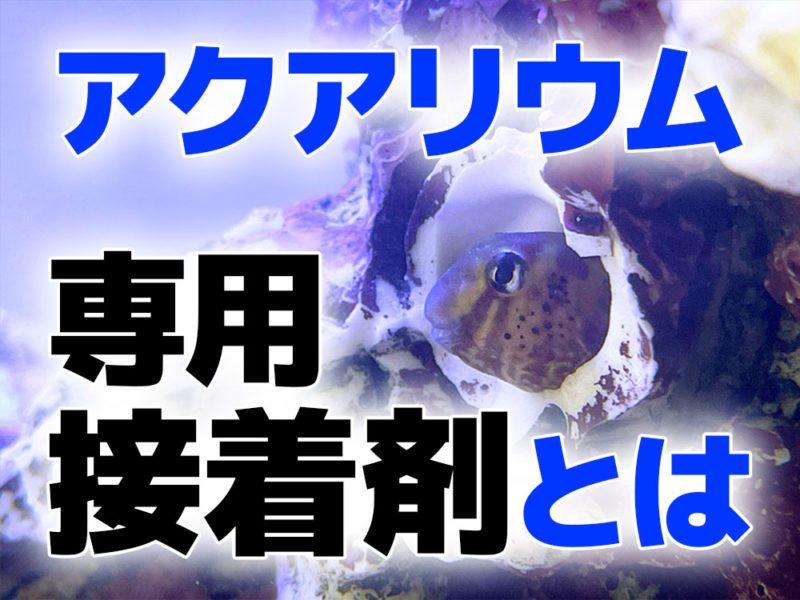 アクアリウム専用接着剤とはの文字と岩陰の魚の見出し画像
