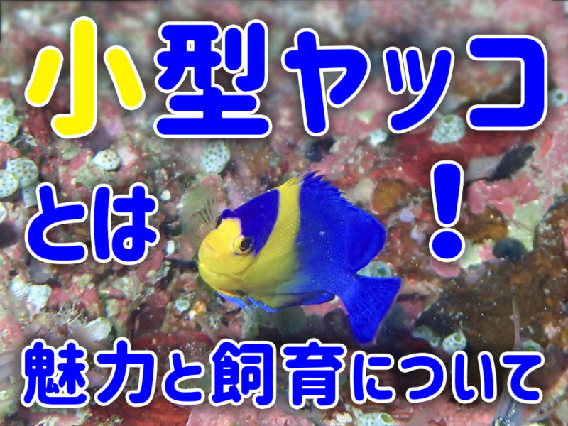 小型ヤッコの魅力と飼育についての見出し画像