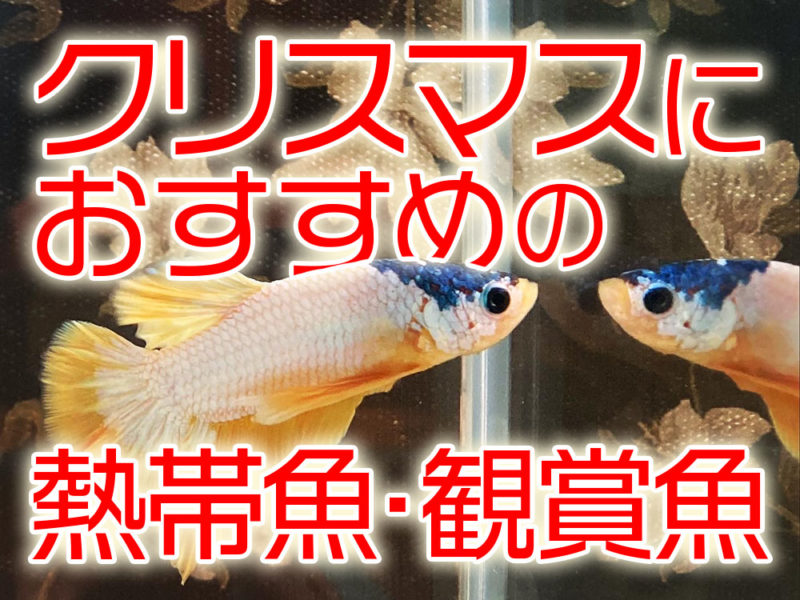 クリスマスにおすすめの熱帯魚・観賞魚の見出し画像