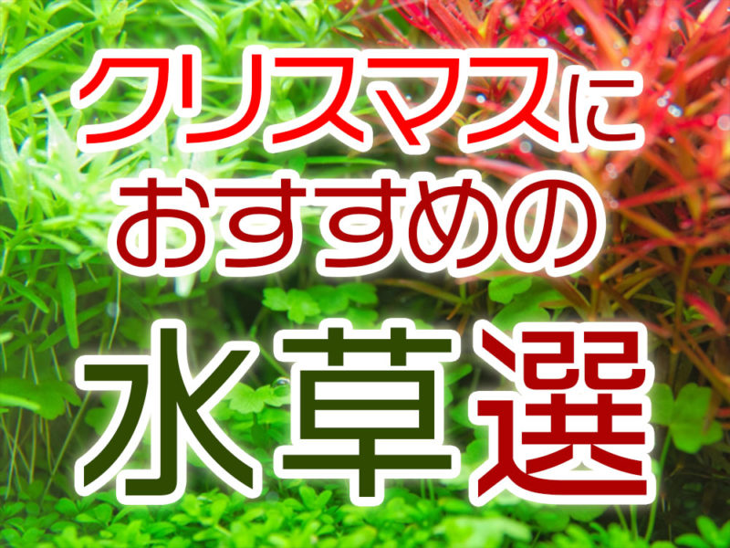 クリスマスにおすすめの水草選の見出し画像