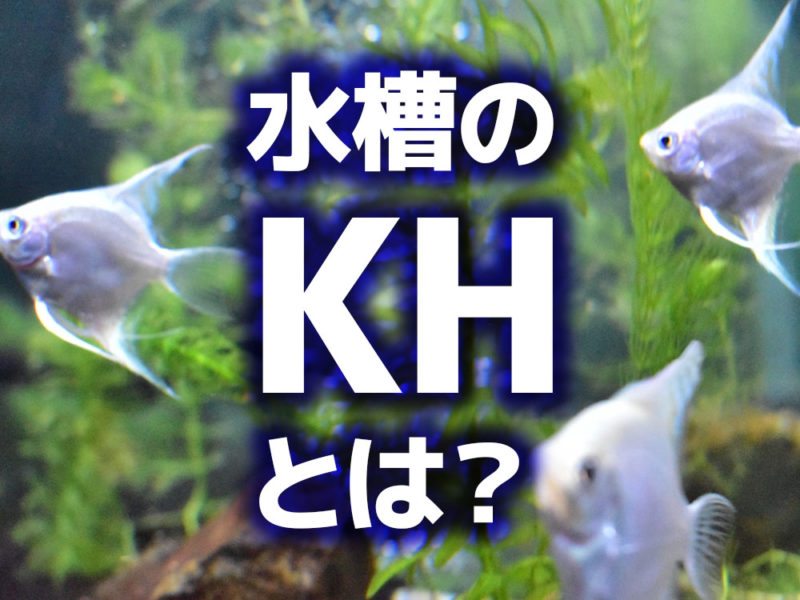 水槽のKHとは？の文字とエンゼルフィッシュの見出し画像