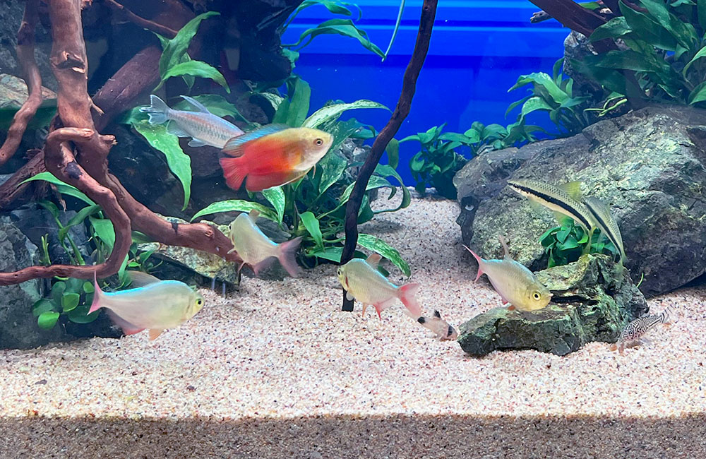 流木と水草を配置した水槽を泳ぐグラミーと小型熱帯魚群