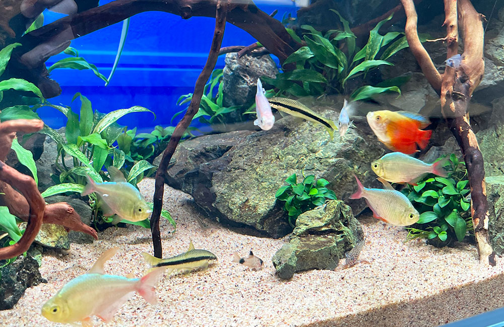 流木と石を組んだ水槽を泳ぐ熱帯魚とコリドラスの仲間