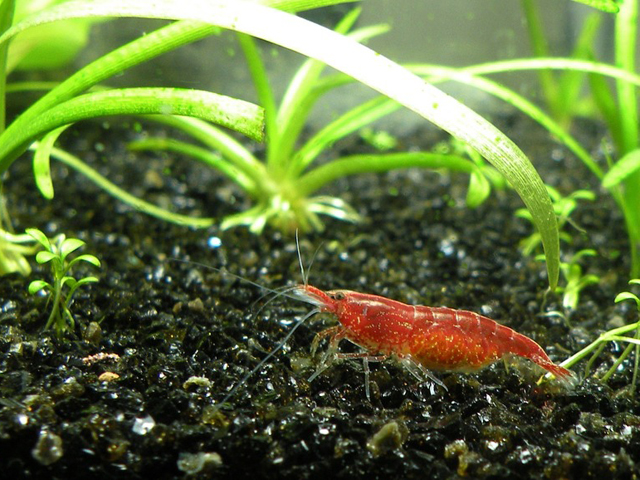 黒い底砂の上を歩く赤いヌマエビの仲間と緑の水草