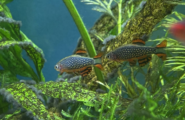 水草の間を泳ぐスポット模様の小型熱帯魚2匹