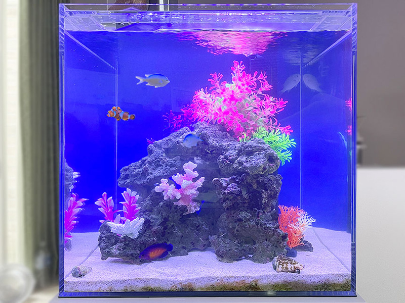 青い照明の海水魚水槽と人工サンゴのレイアウト