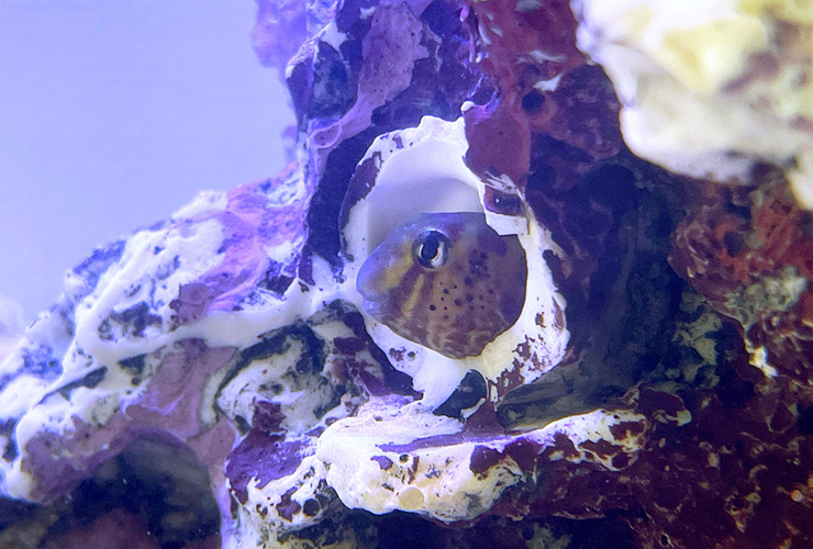 ライブロックの穴から顔を出す海水魚の仲間