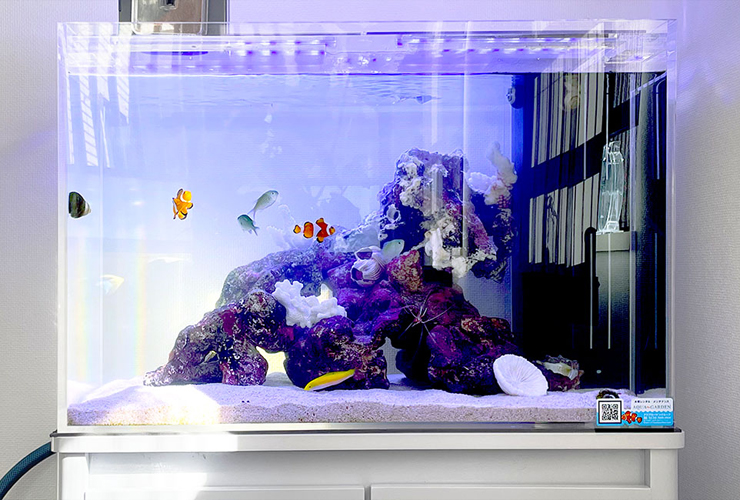 クマノミや海水魚が泳ぐライブロックを組んだ海水水槽