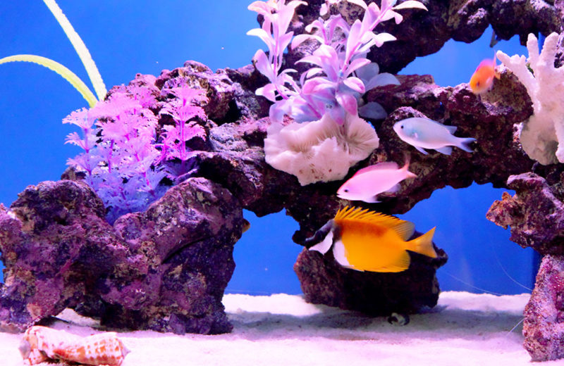 岩組の海水槽を泳ぐ黄色い海水魚と人工水草のレイアウト